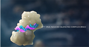 RNAinduced silencing complex (RISC). Where it loads onto the RNA-induced silencing complex, or RISC.