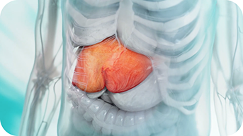 Image of liver