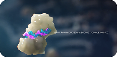 RNA-induced silencing complex (RISC). Where it loads onto the RNA-induced silencing complex, or RISC.